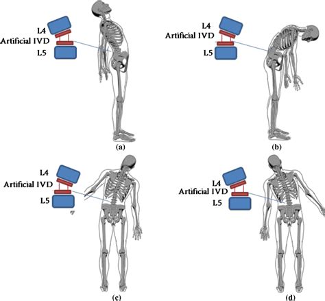 What Are The Different Anatomical Movements