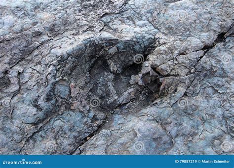 Huge Dinosaur Footprints Maragua Bolivia Stock Image Image Of Cement Factory