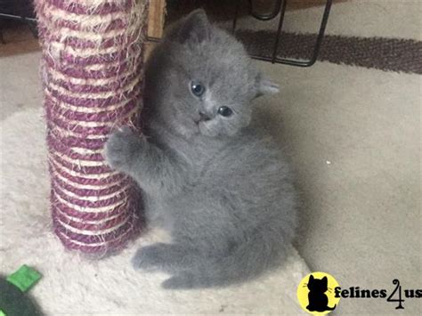 British Shorthair Kitten For Sale Gorgeous British Shorthair Kittens 5