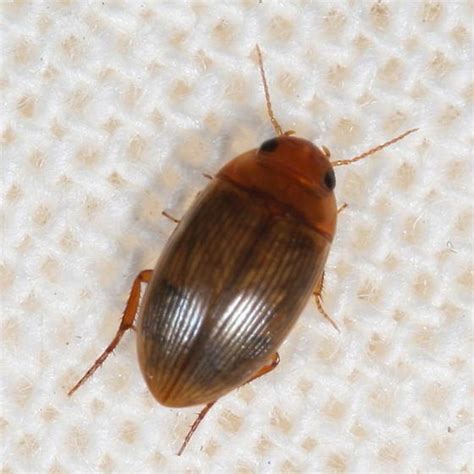 Beetle Copelatus Glyphicus Bugguidenet