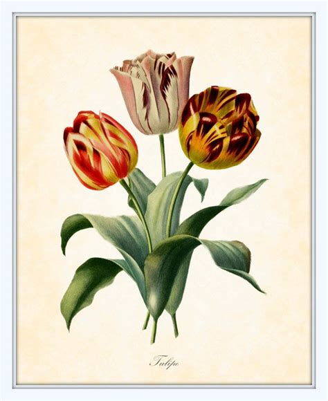 Antique Tulips Botanical Art Print French 1849 8 X 10 Art Print