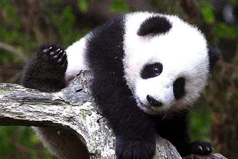 Animais Extintos E Em Vias De Extinçao Panda Gigante Ailuropoda