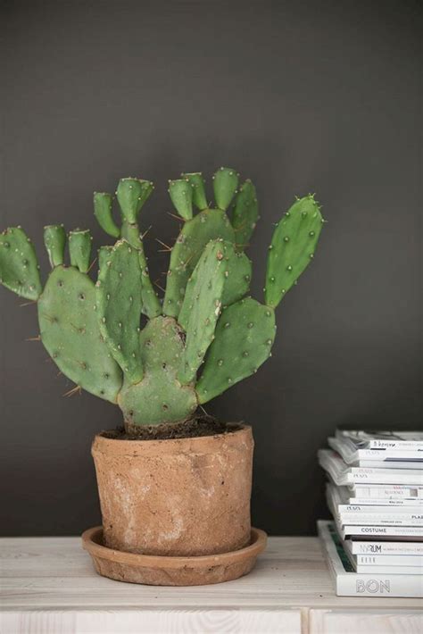 Cool 23 Gorgeous Indoor Cactus Plants Ideas To Beautify Your Home