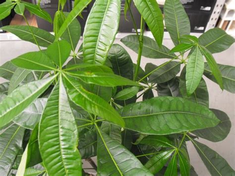 A popular way of growing a pachira plant is to create one plant from several plants. Mexican Fortune Tree - Braided Money Tree - Pachira Aquatica