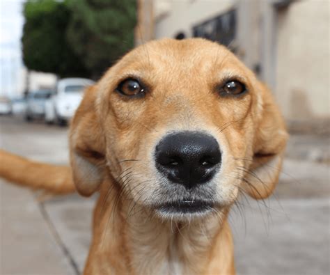 La Vida De Un Perro Callejero Perrhijos