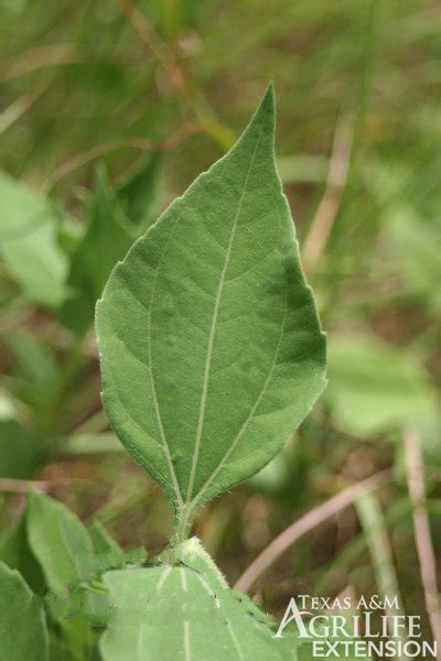 Plants Of Texas Rangelands Sulfaweed Broadleaf Sumpweed