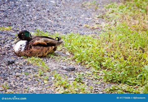 Sleeping Duck Stock Photo Image Of Fowl Sleeping Resting 41775606