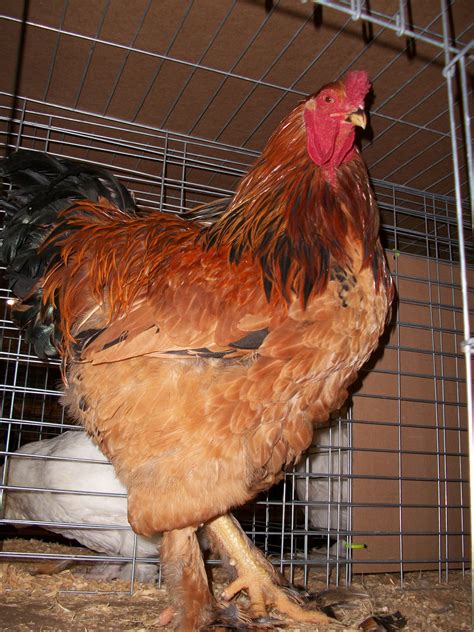 Buff Brahma Chickens Brown Egg Laying Chicks Cackle