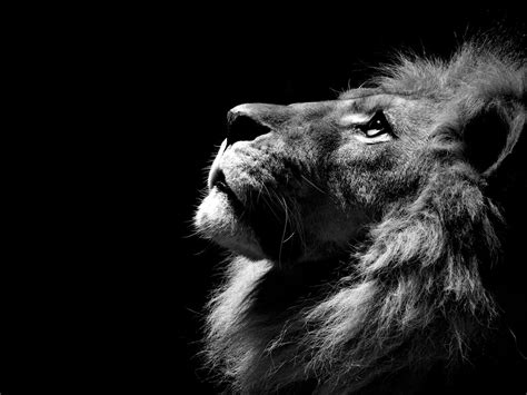 Monochrome Lion Wallpapers Hd Desktop And Mobile Backgrounds