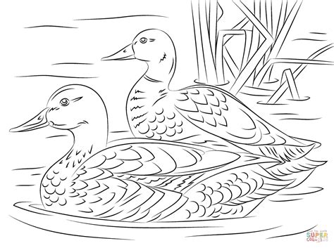 Pair Of Mallard Ducks Coloring Page Free Printable Coloring Pages