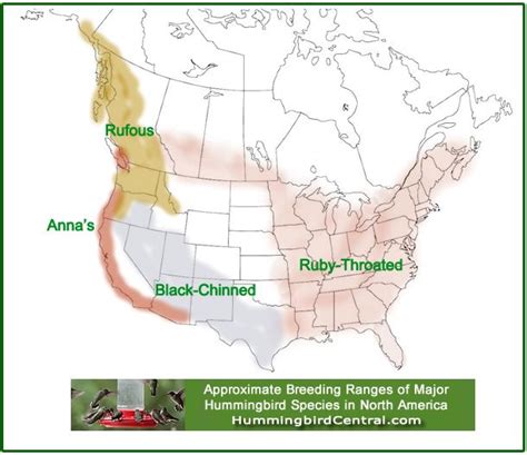 Map Showing The Approximate Breeding Ranges Of Four Major Hummingbird