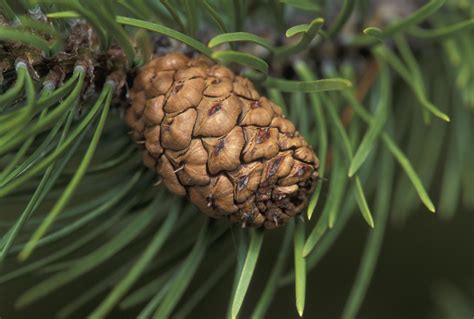 How To Grow And Care For The Loblolly Pine