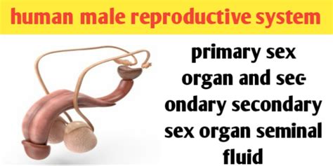 Male Reproductive System Organs Diagram And Function Biologysir