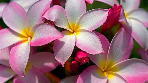 Free Download Hawaiian Flower Wallpapers 1024x768 For Your Desktop