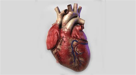 Structure And Function Of Human Heart