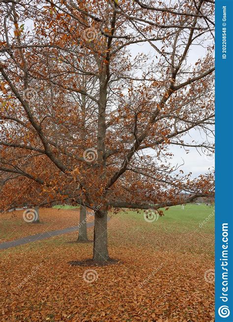 Many Of The Leaves Have Dropped To The Ground Stock Photo Image Of