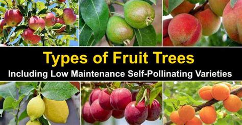 Types Of Fruit Trees With Pictures With Self Pollinating Types