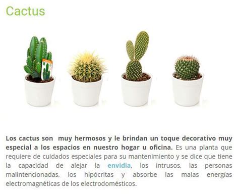Cactus Plantas De Buena Energia Plantas Cactus Planta Cactus