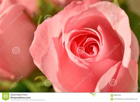 Soft Pink Rose Close Up Of The Pink Rose Petals Stock Photo Image Of