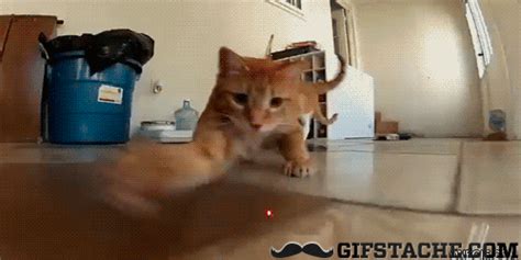 Cat Chasing  Find And Share On Giphy