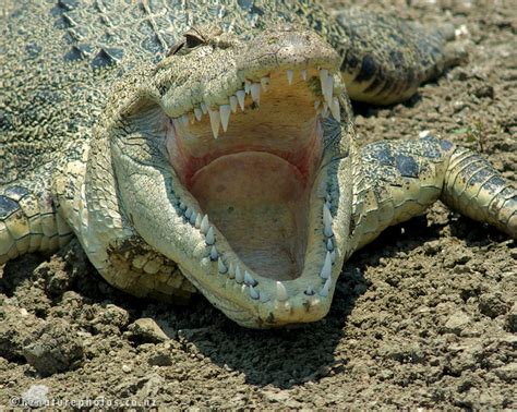 Sciblogs Into The Crocodiles Mouth