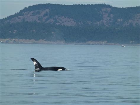 Orca Whale In Deception Pass Photograph By Amelia Racca Fine Art America