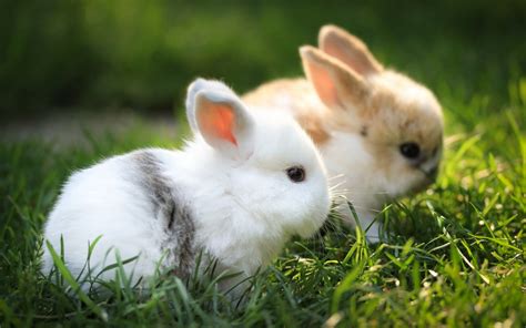 27 Cute White Baby Rabbit Wallpaper On Wallpapersafari