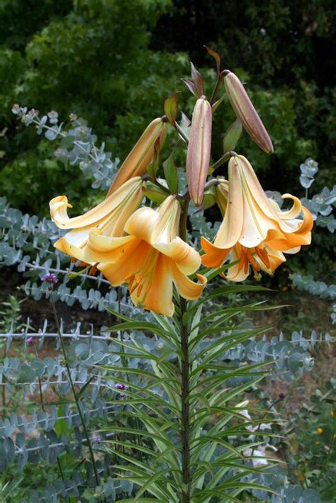 Lily Lilium African Queen In The Lilies Database