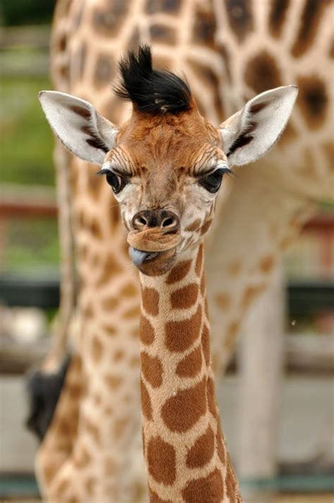 Baby Giraffe Gets A Super Sized Smooch At Zoo Budapest Zooborns