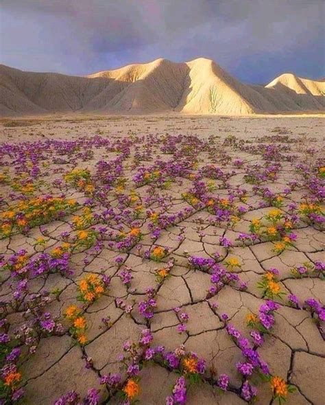 When Desert Blooms Damnthatsinteresting Beautiful Nature Nature
