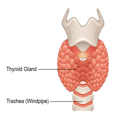 Diagram Diagram Thyroid Gland Cancer Mydiagramonline