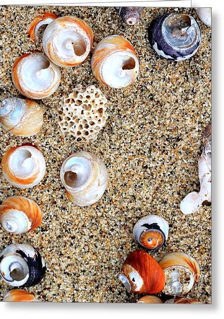 Seashells By The Seashore 2 Photograph By Wingsdomain Art And Photography