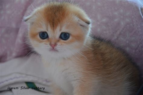 Golden Scottish Fold Kitten Kedi Esprileri Kedi