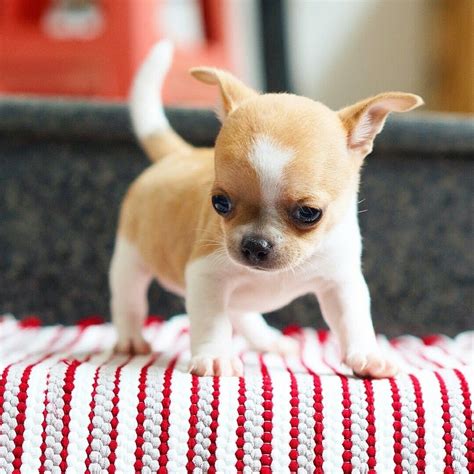 Fawn is called fawn because it's the color of a baby deer. Chihuahua Info, Types, Lifespan, Temperament, Puppies ...