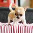 Chihuahua Info Types Lifespan Temperament Puppies Pictures