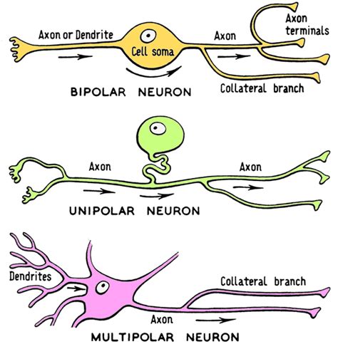 34 Neuron Label Answers Labels For Your Ideas