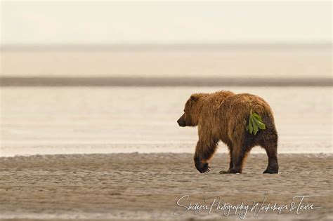 Funny Brown Bear Photo Shetzers Photography