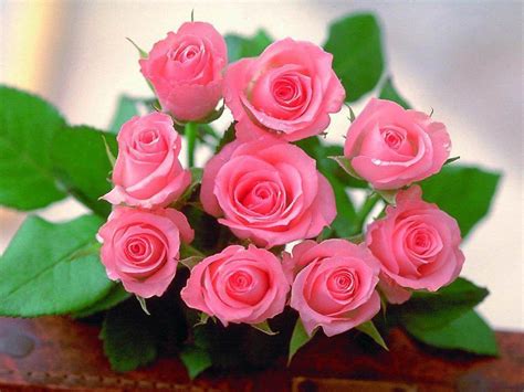 Beautiful Rose Flower Wallpaper For Mobile Beautiful Rose Flower