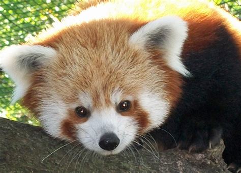 Red Panda Pictures Kids Search