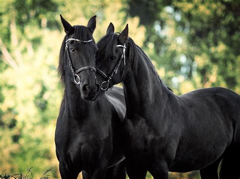 Beautiful Black Horses Hd Desktop Wallpaper