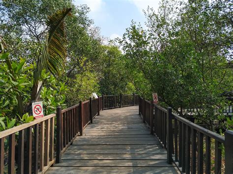 Hutan Mangrove Wonorejo Pelindung Pantai Cantik Nan Kekinian