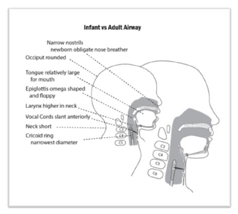 Development Of Larynx Developingvoices