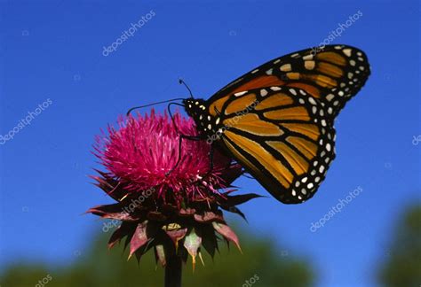 Monarch Butterfly On Thistle — Stock Photo © Twildlife 5887042