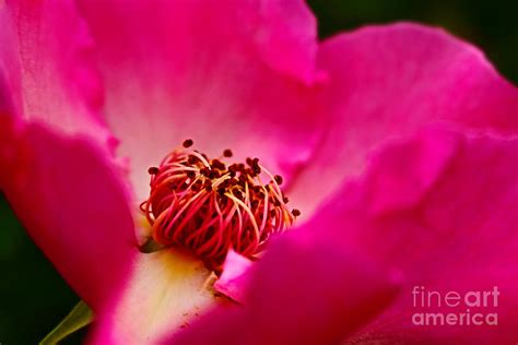 Pink Rose Macro Photograph By Loretta S Fine Art America