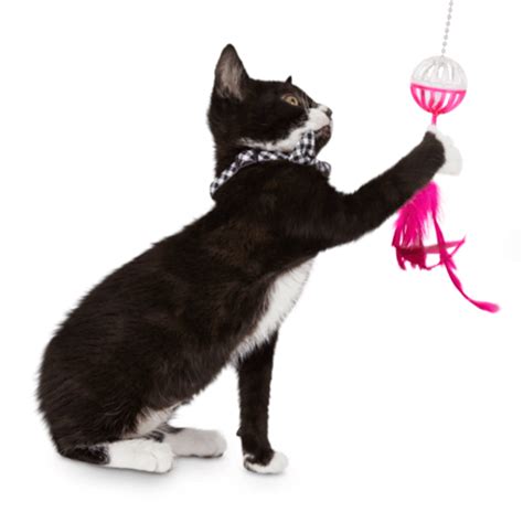 10 Best Cat Toys For All Types Of Cats Petco