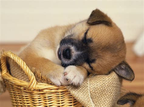 Top 10 Cutest Sleeping Puppies