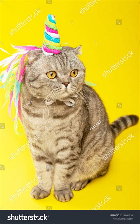 Cute Cat Unicorn Colored Horn On Stock Photo 1217861956 Shutterstock