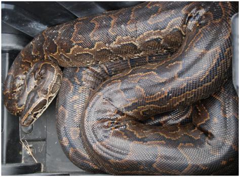 Burmese Python Everglades Cisma