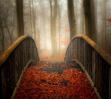 Wallpaper Temple Sunlight Forest Leaves Nature Red Wood