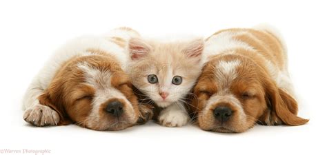 Funny Puppies And Kittens Together L2sanpiero